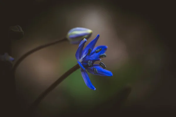 Detalle Simple Flor Azul Florecimiento — Foto de Stock