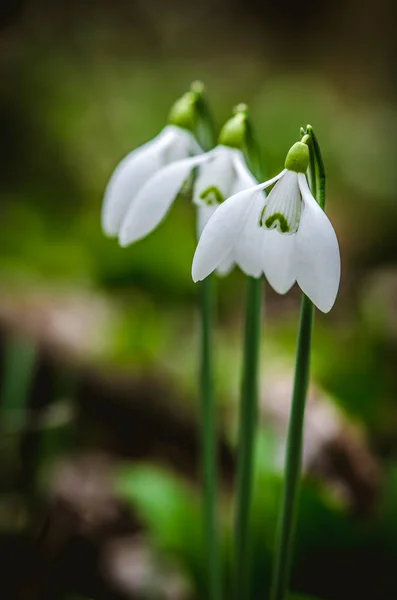 Tres Flores Nieve Naturaleza Primavera — Foto de Stock