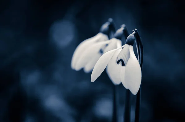 Hóvirág Virág Sötétben Részlete — Stock Fotó