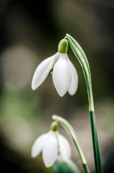 Detalle Simple Blanco Gota Nieve Flor — Foto de Stock