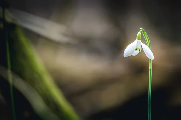 Detalle Simple Blanco Gota Nieve Flor —  Fotos de Stock