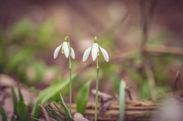 Queda Neve Florescente Branca Natureza Primavera Verde — Fotografia de Stock