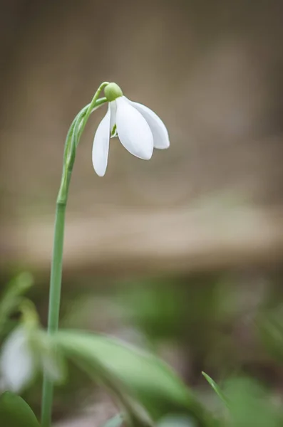 春の自然にスノー ドロップの花 — ストック写真