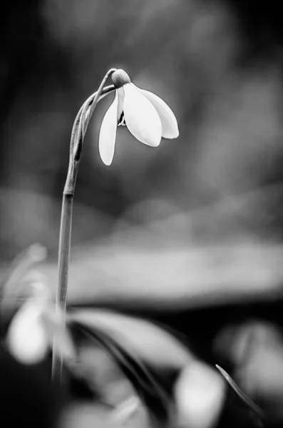 Detalle Simple Blanco Gota Nieve Flor — Foto de Stock