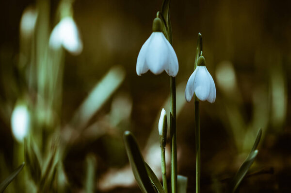 белый цветущий подснежник в зеленой весне природа
