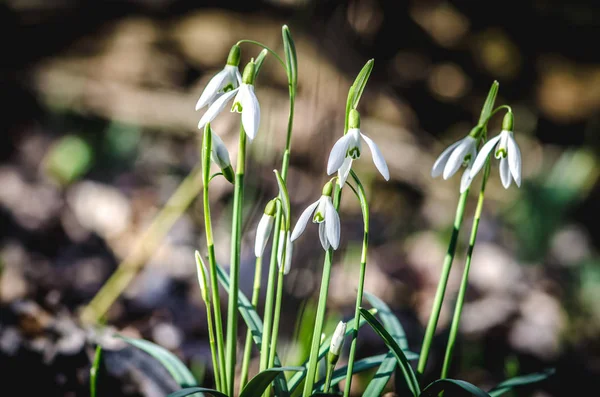 Vita Blommande Snowdrop Gröna Våren Naturen — Stockfoto
