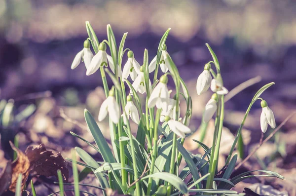 緑の春の自然の花スノー ドロップ白 — ストック写真