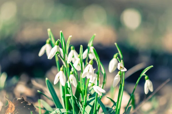 Nevada Floreciente Blanca Naturaleza Verde Primavera — Foto de Stock