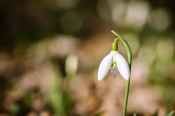 春の自然にスノー ドロップの花 — ストック写真
