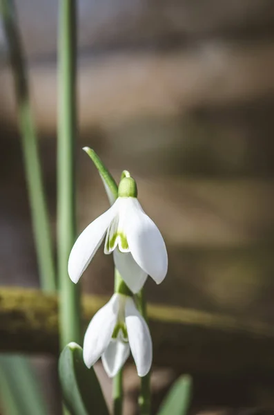 Jednoduché Bílé Kvetoucí Sněženka Detaily — Stock fotografie