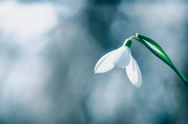 白色开花雪花莲蓝色背景 — 图库照片