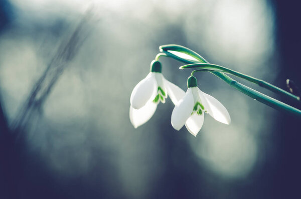 простые белые цветущие подснежники
