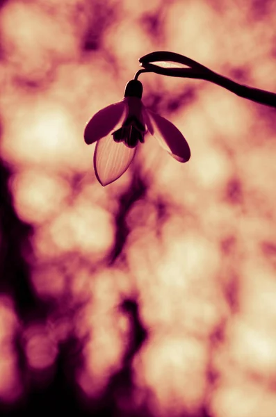 绽放的雪花莲鲜明多彩的背景 — 图库照片