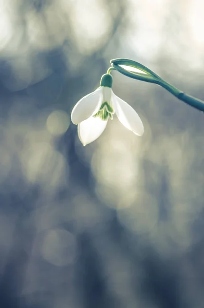 Simple White Blossoming Snowdrop Detail — Stock Photo, Image