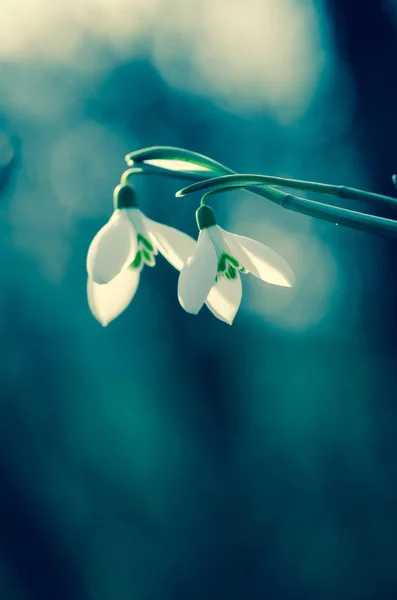 Dua Snowdrops Dari Pandangan Mata Cacing — Stok Foto