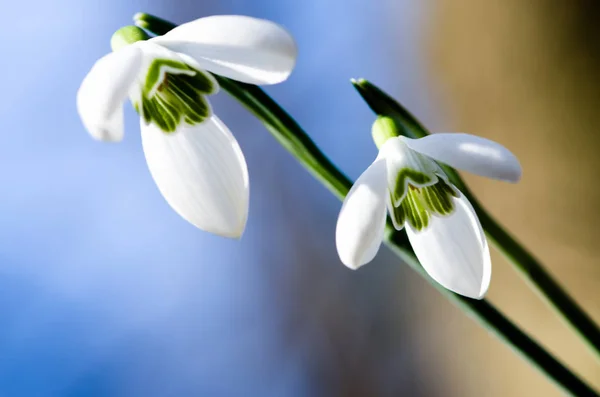 White Blossoming Snowdrop Blue Background — Stock Photo, Image