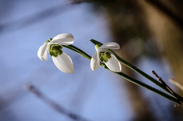 蠕虫眼视图中的两个雪花莲 — 图库照片