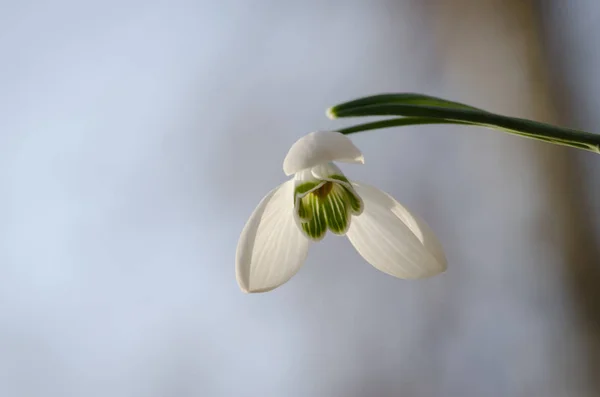 青い背景に白い花スノー ドロップ — ストック写真