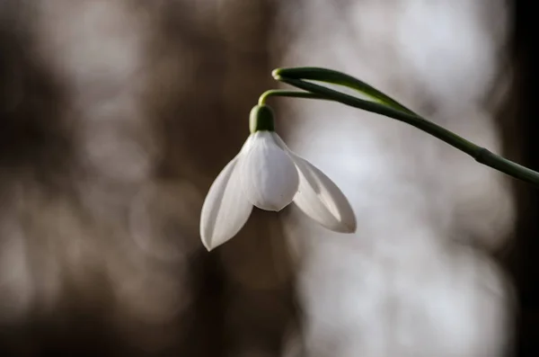 Flor Nieve Naturaleza Primavera — Foto de Stock