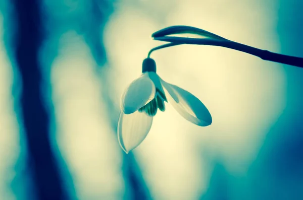 Simple White Blossoming Snowdrop Detail — Stock Photo, Image