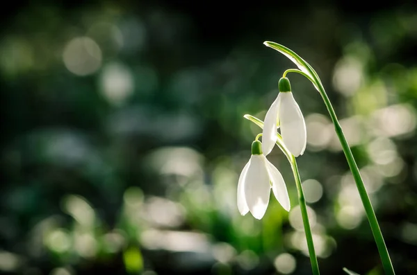 Einfache Weiße Blühende Schneeglöckchen Detail — Stockfoto