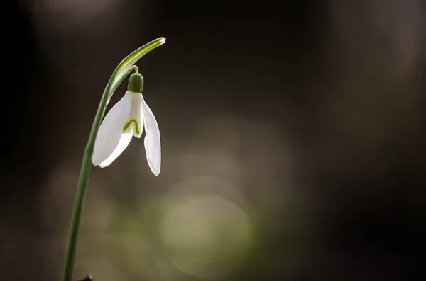 シンプルな白い花スノー ドロップ詳細 — ストック写真