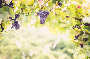 küme mavi sağlıklı Olgun üzüm sadece hasat önce üzüm bağıyla asmak