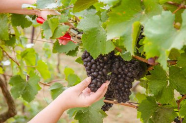 mavi sağlıklı Olgun üzüm küme kesme eller bağ asmak 