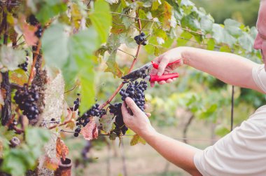 çiftçiler el Mavi sağlıklı Olgun üzüm bağ içinde küme kesme 