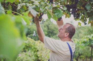 çiftçi bağ mavi sağlıklı Olgun üzüm kümelerini outsoors kesme 