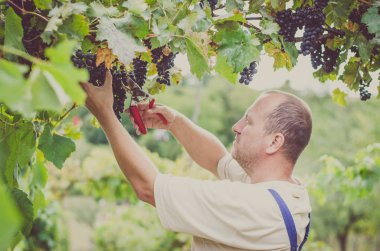 mavi sağlıklı Olgun üzüm bağ içinde kesme çiftçi 