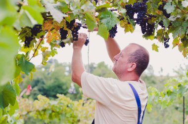 çiftçi bağ mavi sağlıklı Olgun üzüm kümelerini outsoors kesme 