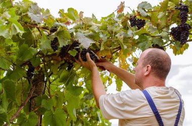 çiftçi bağ mavi sağlıklı Olgun üzüm kümelerini outsoors kesme 