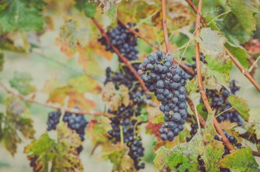 küme mavi sağlıklı Olgun üzüm ve üzüm bağı renkli yapraklarda 