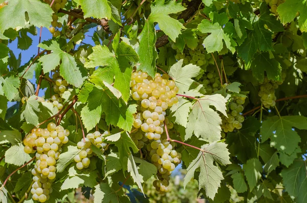 Aglomerado Uvas Verdes Maduras Saudáveis Pendurar Ramo — Fotografia de Stock