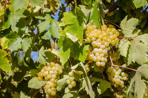 Cluster Green Healthy Ripe Grapes — Stock Photo, Image