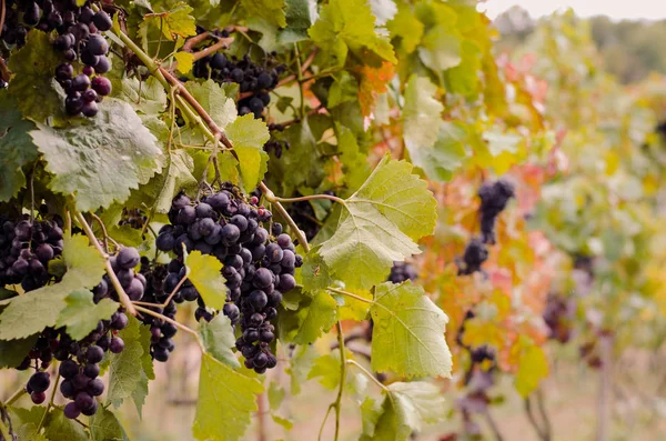Cluster Blue Healthy Ripe Grapes Colorful Leaves Hang Vineyard Just — Stock Photo, Image