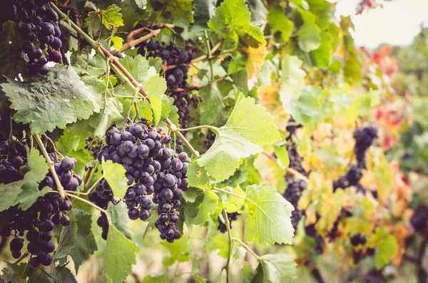 Racimo Uvas Maduras Sanas Azules Hojas Coloridas Cuelgan Viñedo Justo — Foto de Stock