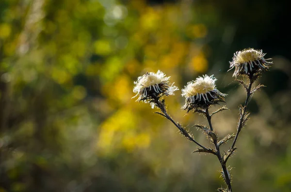 Beautiful Seasonal Colorful Autumn Nature — Stock Photo, Image