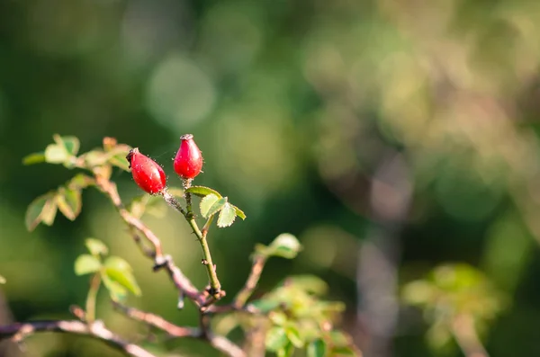 Bella Stagione Colorata Natura Autunnale — Foto Stock