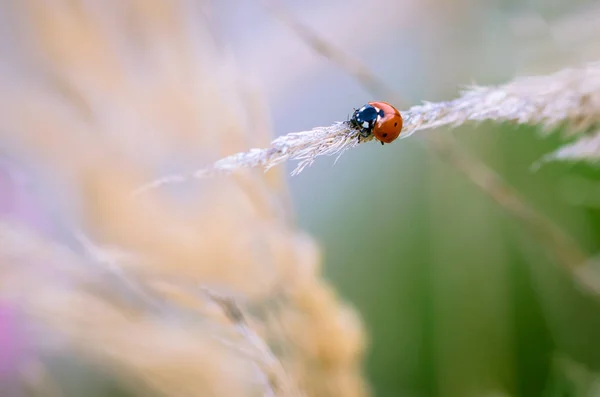 Macro Red Ladybug Pastel Tone Background — Stock Photo, Image