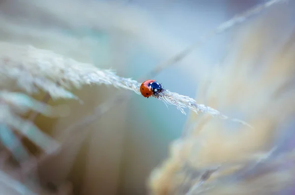 Macro Red Ladybug Pastel Tone Background — Stock Photo, Image