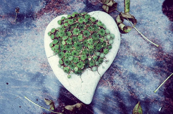 Fleurs Vertes Pierre Coeur Décoration Dans Tombe Cimetière — Photo