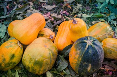 Turuncu kabak çim Grup