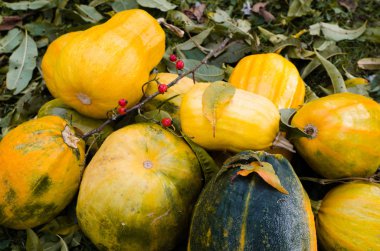 Turuncu kabak çim Grup