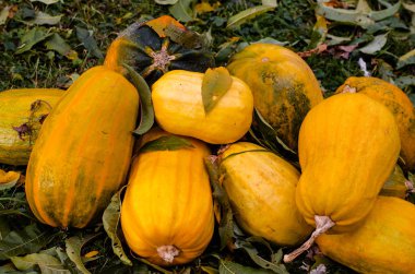 Turuncu kabak çim Grup