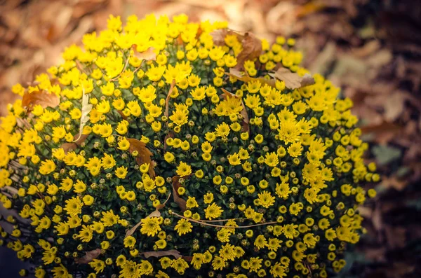 yellow chrysanthemum flower on the tomb during All Saints Day at the cemetery