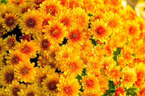 Żółty Kwiat Chryzantemy Grobie Podczas Dnia Wszystkich Świętych Cmentarzu — Zdjęcie stockowe