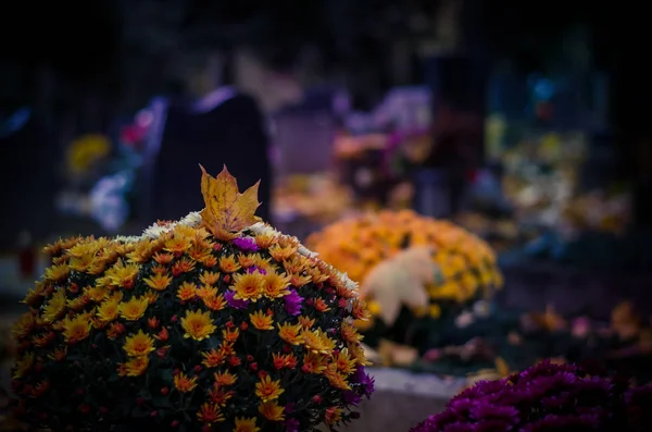 カラフルな菊の花とインテリアの墓諸聖人の日の間に秋の雰囲気の墓地で — ストック写真