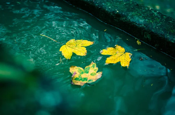 Цветной Осенний Мрамор Листья Фона — стоковое фото